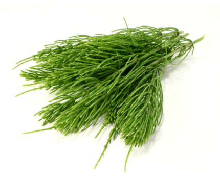 asiūklio ekstraktas NEOflorax